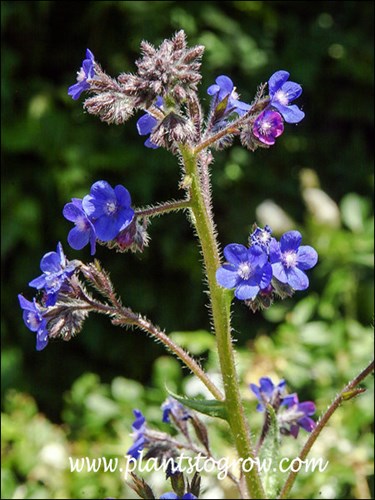 The loose raceme which bears the flowers.